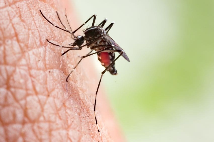 Showcase For Mosquito Week This Friday