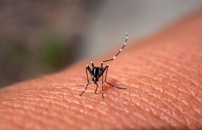 Chikungunya Cases Increasing In Several Countries In The Americas