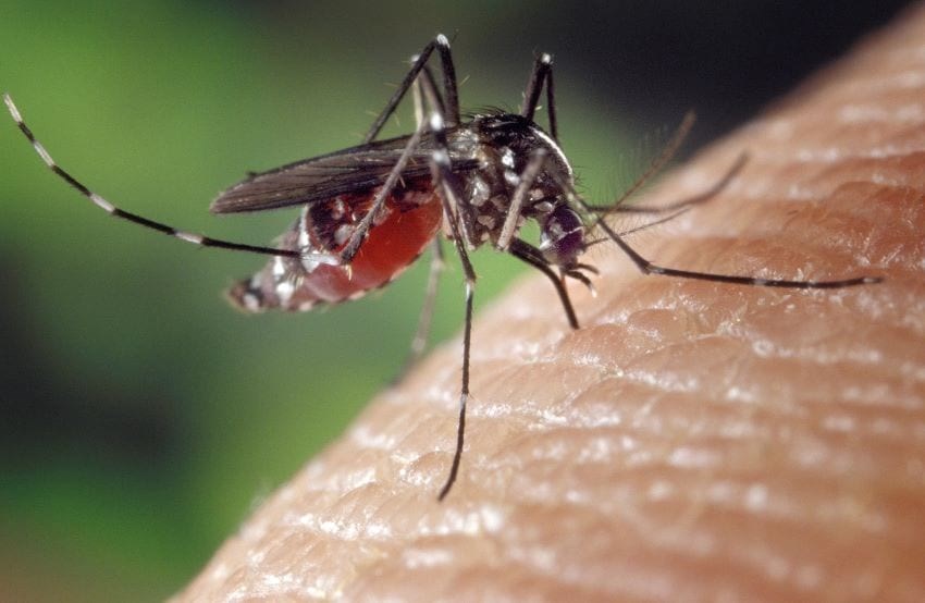 Mosquito Breeding Sites To Be Targeted In St. Peter & St. James