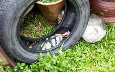 CARPHA Calls for Regional Action To Stop Mosquito-Borne Diseases